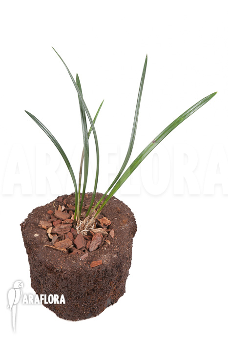 Dendrochilum javieri &lsquo;Yellow&rsquo; &lsquo;Starter&rsquo;