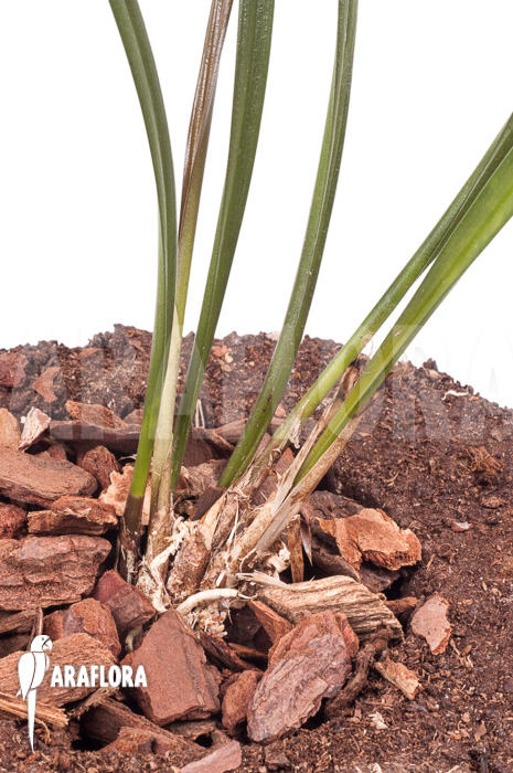 Dendrochilum javieri &lsquo;Yellow&rsquo; &lsquo;Starter&rsquo;
