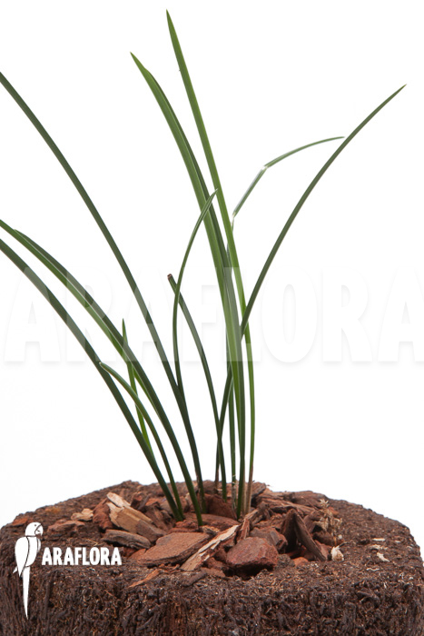 Dendrochilum luzonica &lsquo;Starter&rsquo;