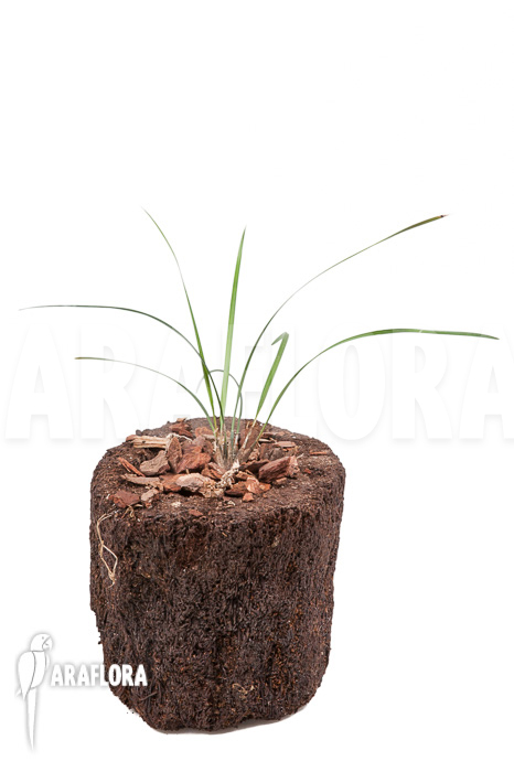 Dendrochilum luzonica &lsquo;Starter&rsquo;