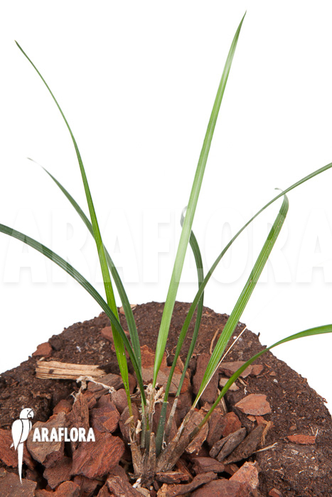 Dendrochilum luzonica &lsquo;Starter&rsquo;