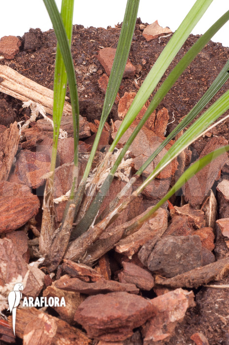 Dendrochilum luzonica &lsquo;Starter&rsquo;