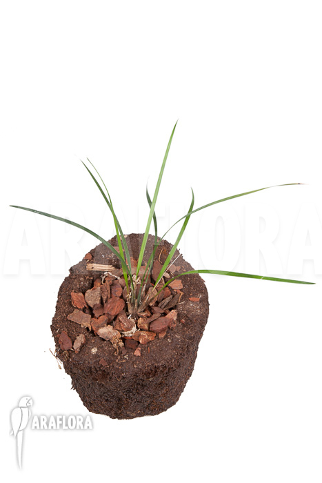 Dendrochilum luzonica &lsquo;Starter&rsquo;