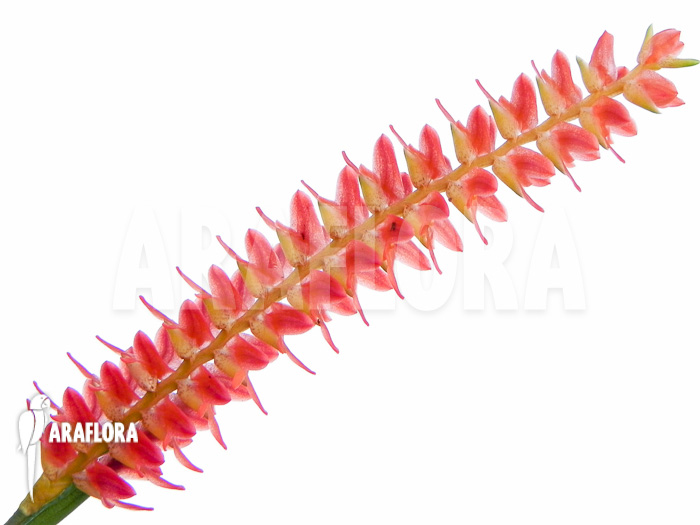 Dendrochilum wenzelii detail