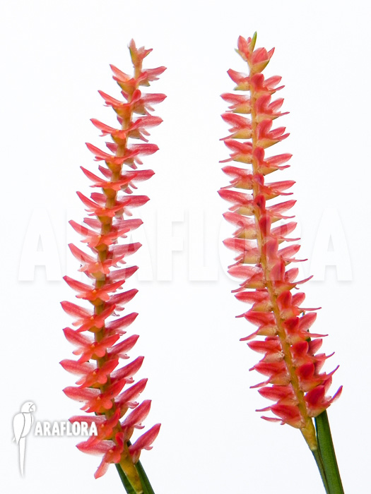 Dendrochilum wenzelii flower