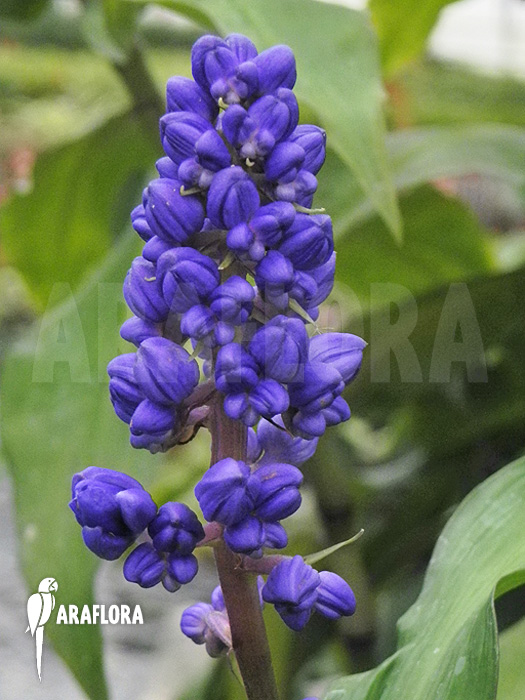 Dichorisandra thyrsiflora