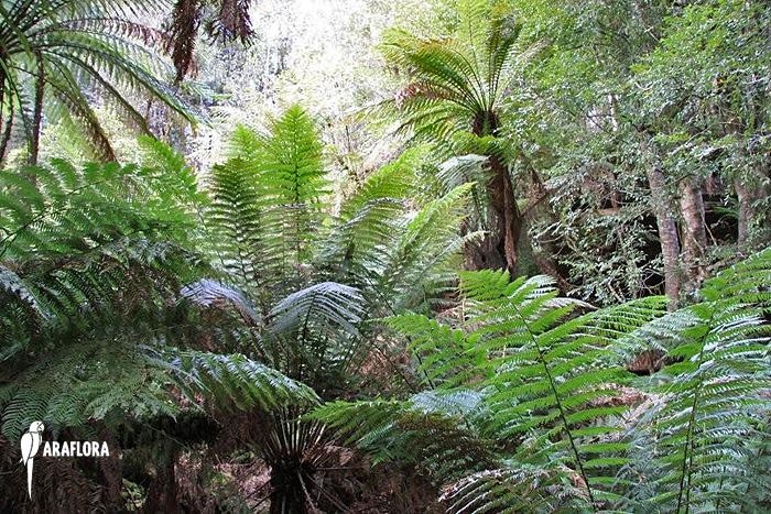 Dicksonia-ferntree-4