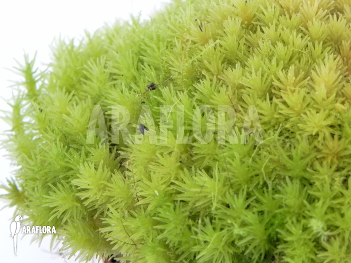 Dicranum species &lsquo;Tropical pillow moss&rsquo;