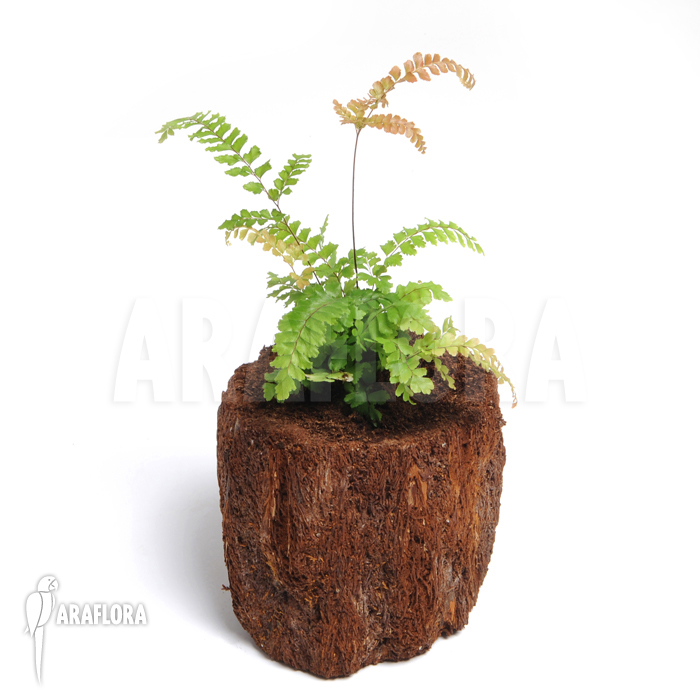 Didymochlaena truncatula