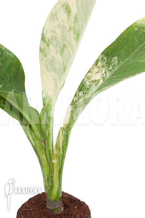 Dieffenbachia BigBen variegata