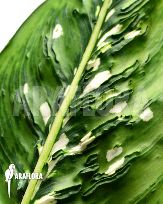 Dieffenbachia hybrid (Crocodile)