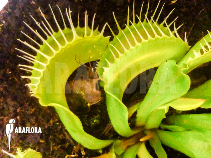 Dionaea muscipula Acer