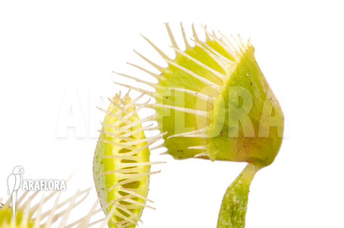 Dionaea muscipula &lsquo;Airback&rsquo;