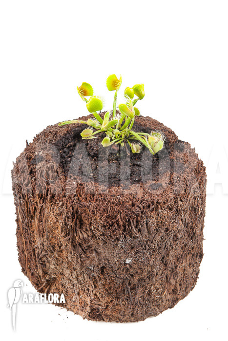 Dionaea muscipula &lsquo;Airback&rsquo;