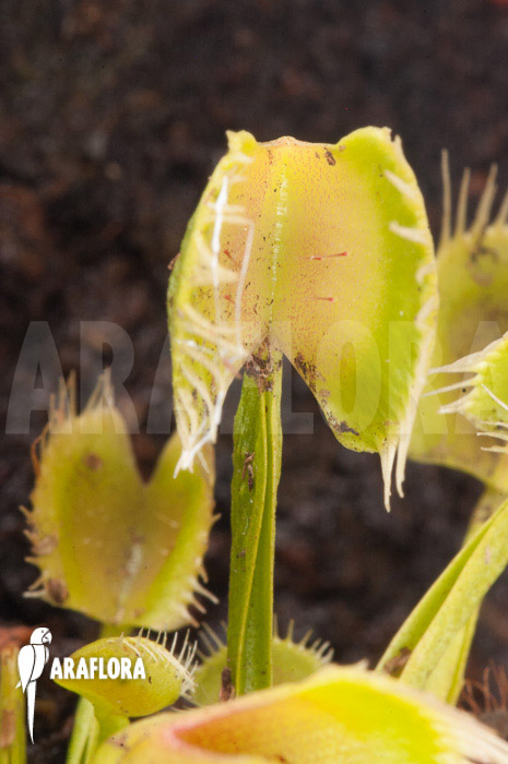 Dionaea muscipula &lsquo;Airback&rsquo;