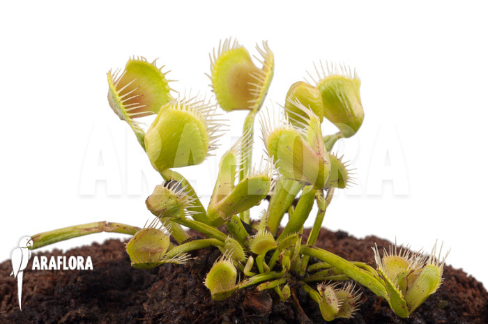 Dionaea muscipula &lsquo;Airback&rsquo;