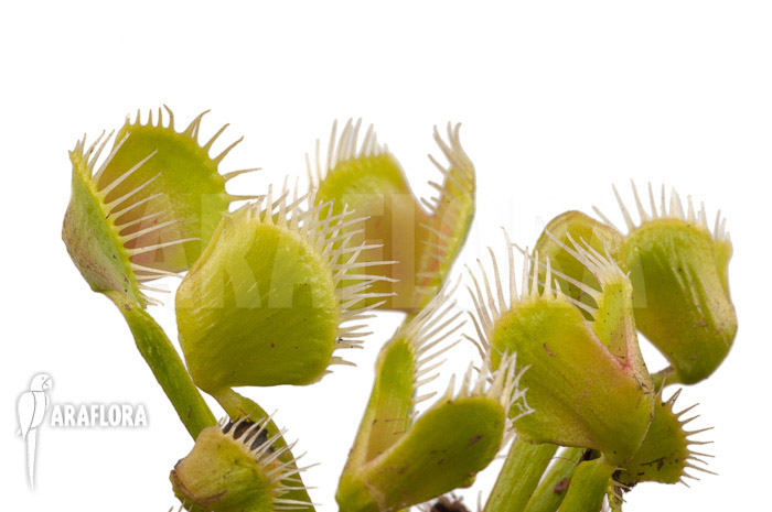 Dionaea muscipula &lsquo;Airback&rsquo;