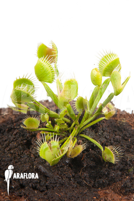 Dionaea muscipula &lsquo;Airback&rsquo;