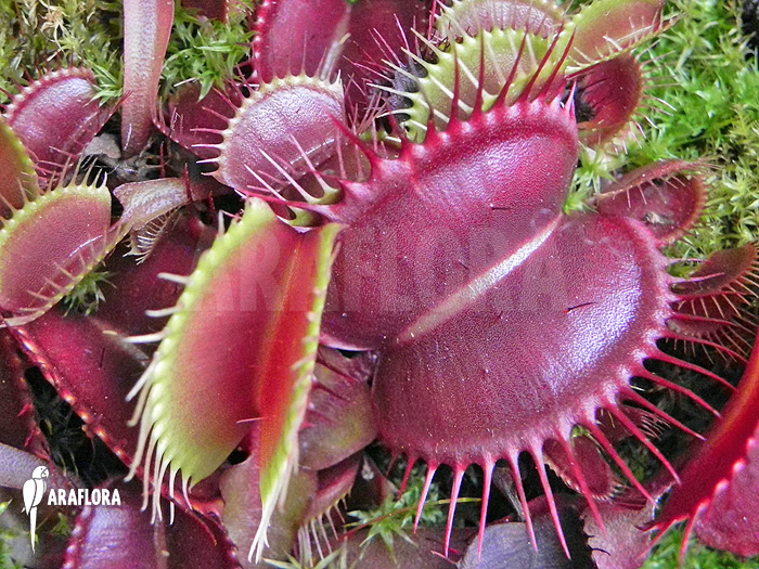 Dionaea muscipula &lsquo;Akai ryu&rsquo; &lsquo;XL&rsquo;