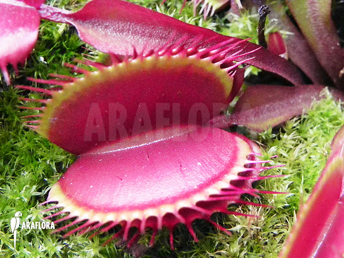 Dionaea muscipula &lsquo;Akai ryu&rsquo; &lsquo;XL&rsquo;