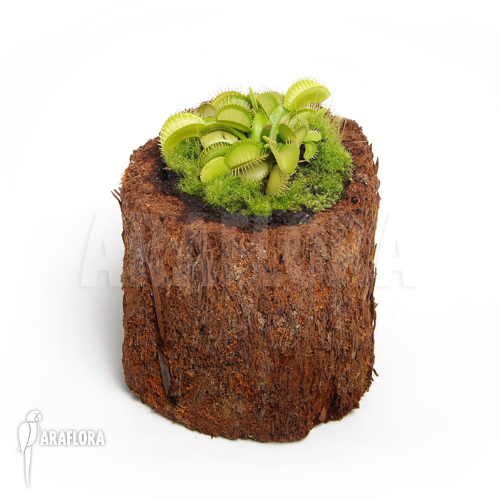 Dionaea muscipula &lsquo;All green&rsquo;