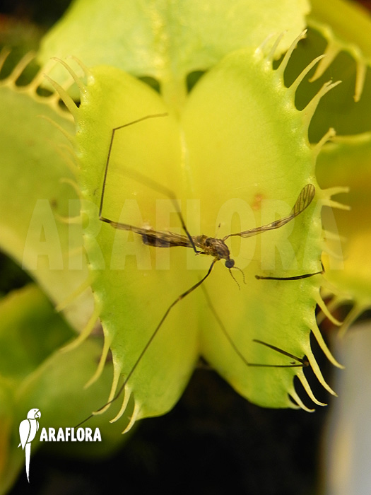 Dionaea muscipula &lsquo;All green&rsquo;