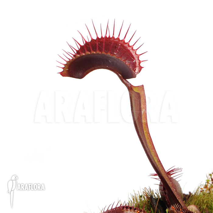 Dionaea muscipula &lsquo;All red&rsquo;