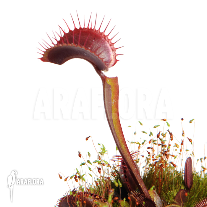 Dionaea muscipula &lsquo;All red&rsquo;