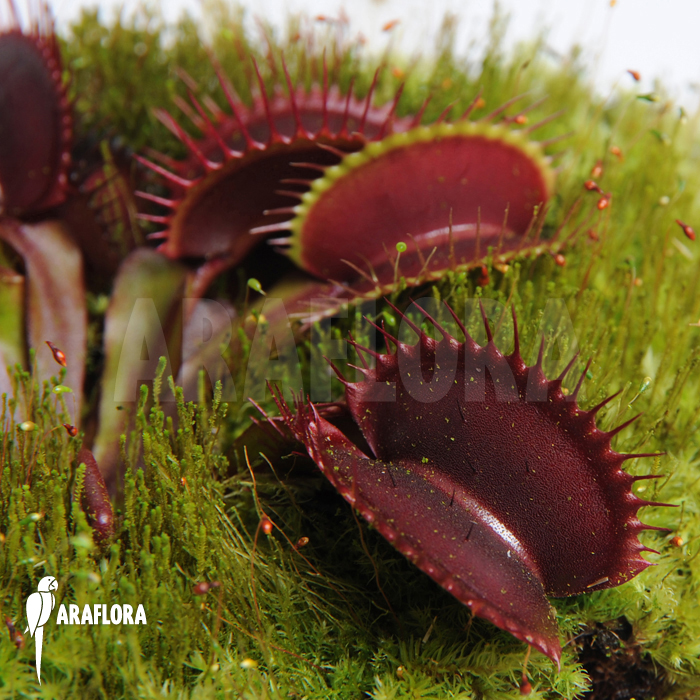Dionaea muscipula &lsquo;All red&rsquo;