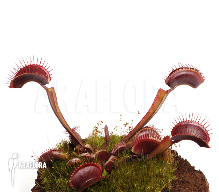 Dionaea muscipula &lsquo;All red&rsquo;