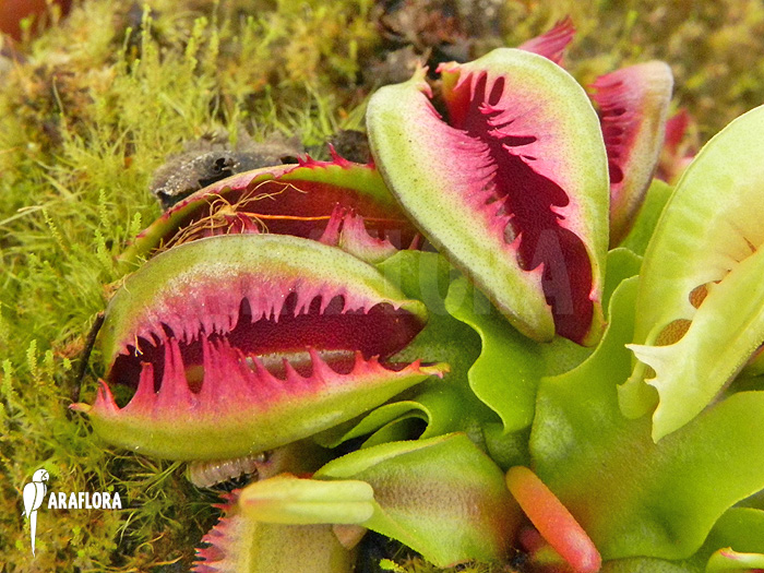 Dionaea muscipula &lsquo;Anamone&rsquo;