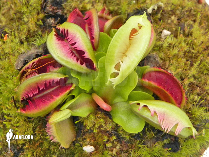 Dionaea muscipula &lsquo;Anamone&rsquo;