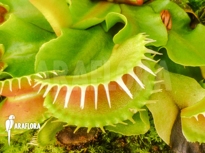 Dionaea muscipula &lsquo;Assher&rsquo;