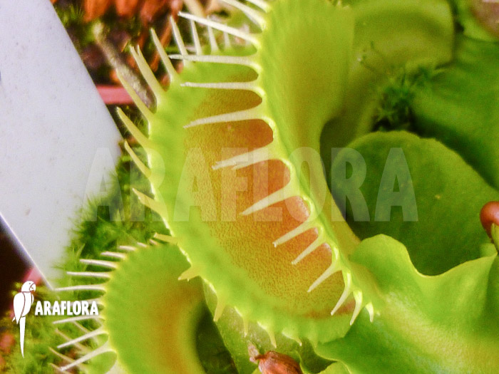 Dionaea muscipula &lsquo;Assher&rsquo;