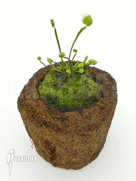 Dionaea muscipula &lsquo;Australian Cup&rsquo;