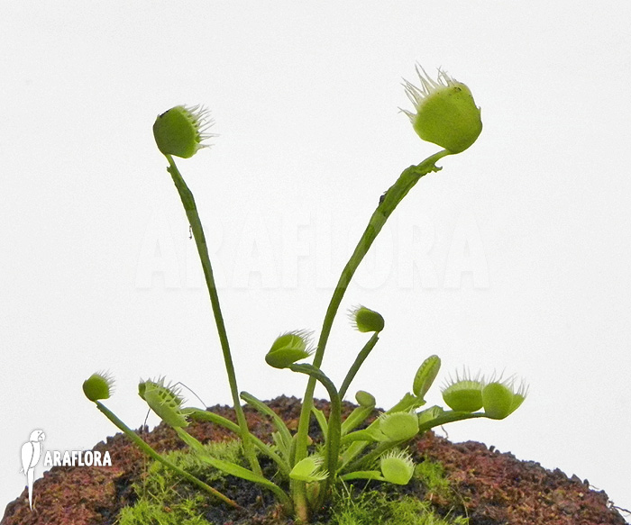 Dionaea muscipula &lsquo;Australian Cup&rsquo;