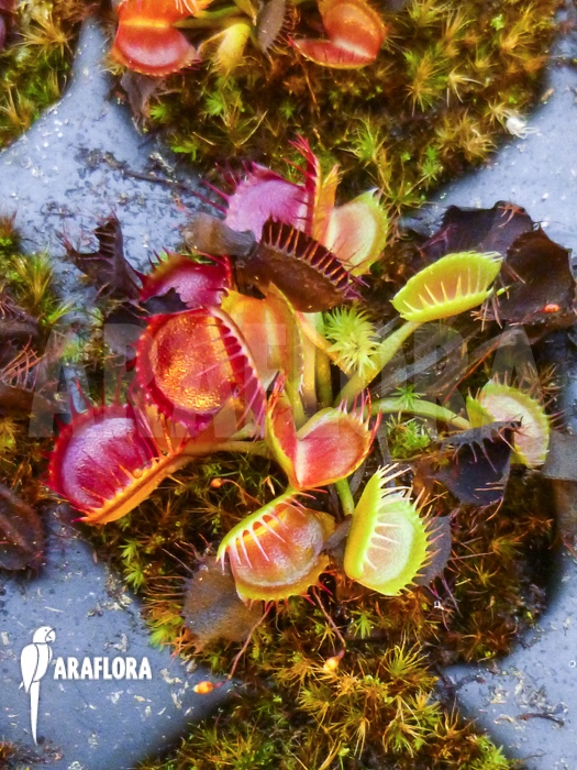 Dionaea muscipula &lsquo;Australian Cup&rsquo; Starter