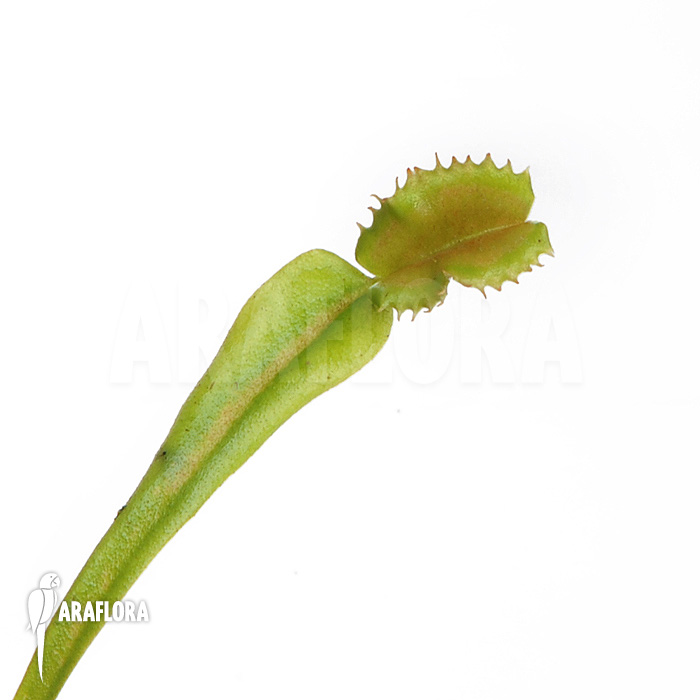 Dionaea muscipula &lsquo;Avator&rsquo;