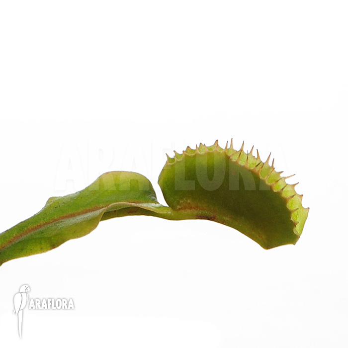Dionaea muscipula &lsquo;Avator&rsquo;