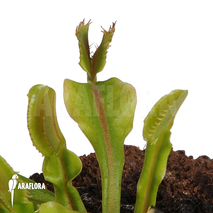 Dionaea muscipula &lsquo;Avator&rsquo;