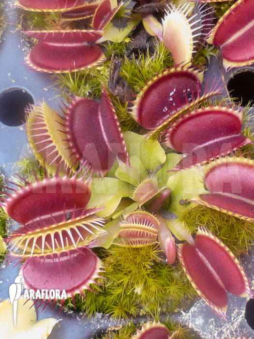 Dionaea muscipula &lsquo;B-52&rsquo;