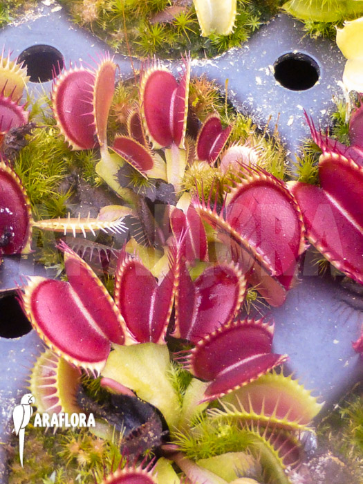 Dionaea muscipula &lsquo;B-52&rsquo;