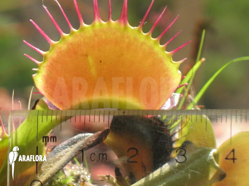 Dionaea muscipula &lsquo;B-52&rsquo;