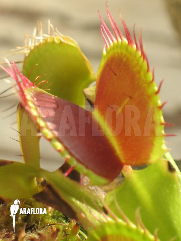 Dionaea muscipula &lsquo;B-52&rsquo;