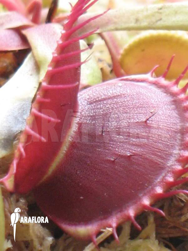 Dionaea muscipula &lsquo;B-52&rsquo;