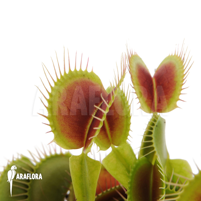 Dionaea muscipula &lsquo;Beauty star&rsquo;