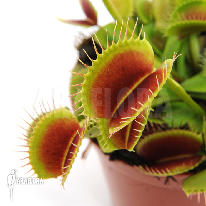 Dionaea muscipula &lsquo;Beauty star&rsquo; &lsquo;S&rsquo;