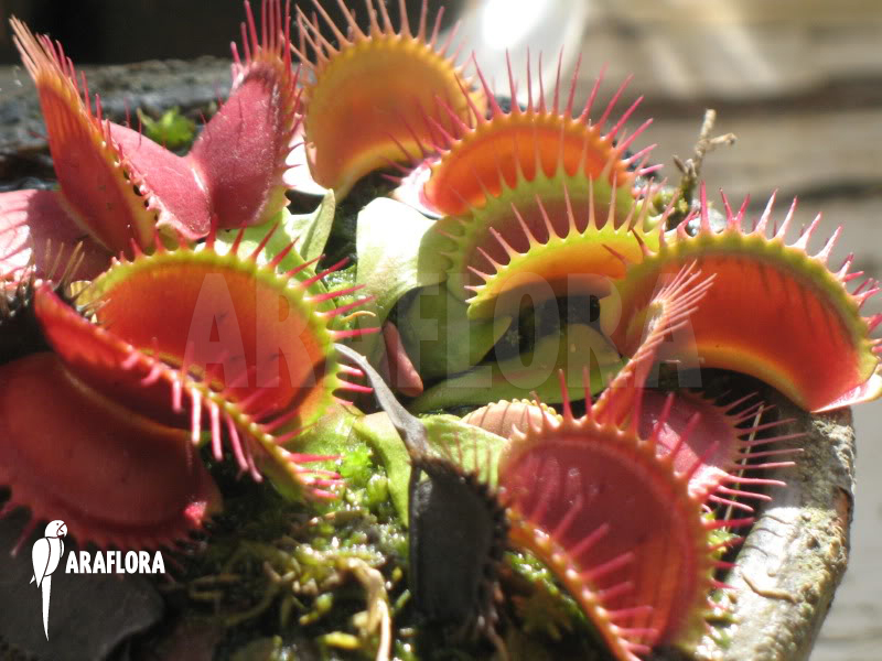 Dionaea muscipula &lsquo;Big Mouth&rsquo;