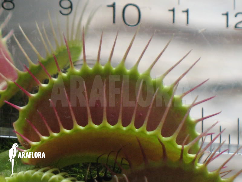 Dionaea muscipula &lsquo;Big Mouth&rsquo;