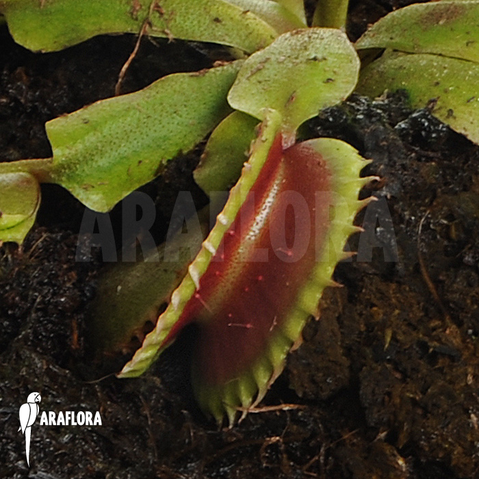 Dionaea muscipula &lsquo;Bitter moon&rsquo;